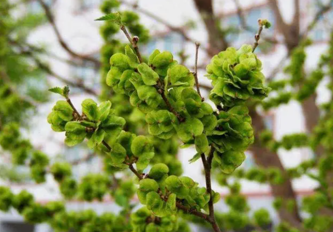 微信图片_20240409173126.png 微信图片_20240409173126.png