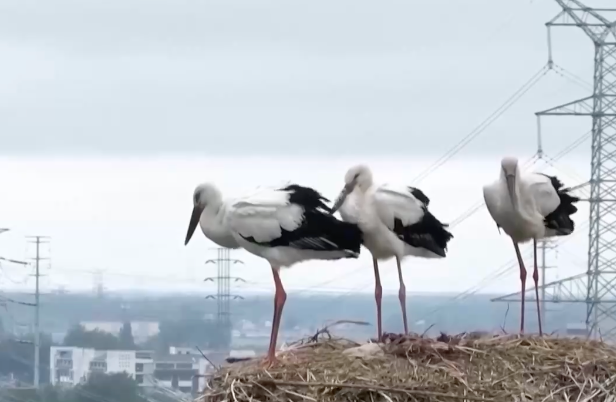 微信图片_20240715063226.png 微信图片_20240715063226.png