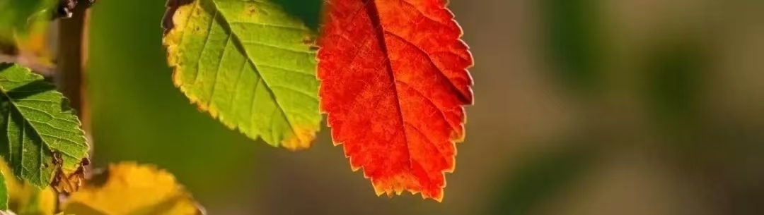 微信图片_20251017073330_601_21.jpg 微信图片_20251017073330_601_21.jpg